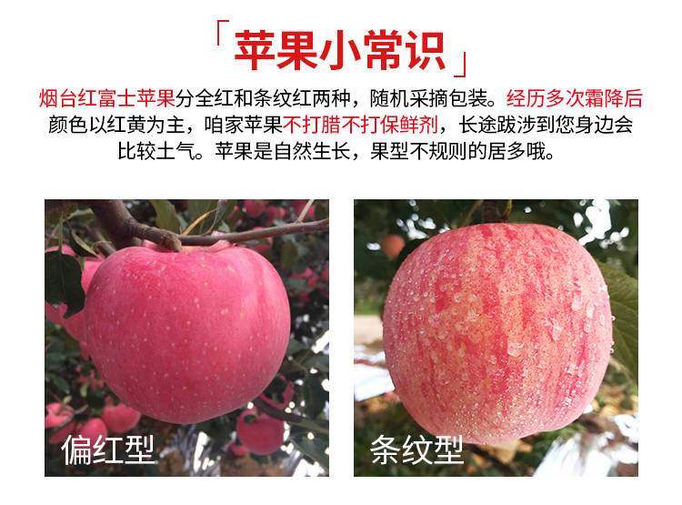 山东烟台栖霞红富士苹果3/5/10斤新鲜水果非阿克苏冰糖心 脆甜