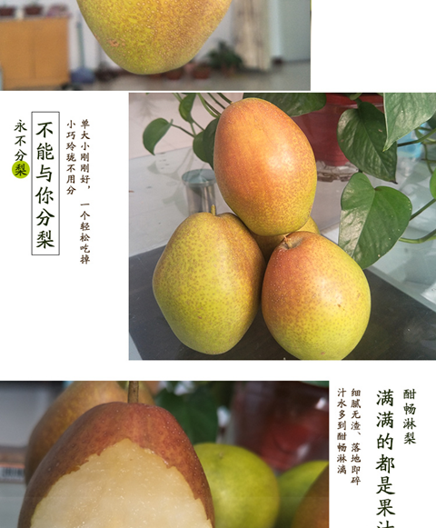 【顺丰包邮5斤装】香梨梨子梨新鲜水果源自新疆库尔勒红香酥梨苹果梨