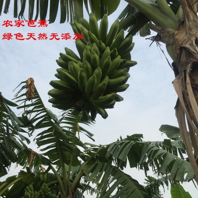 广东大蕉新鲜水果芭蕉小米香蕉孕妇水果非海南皇帝蕉5