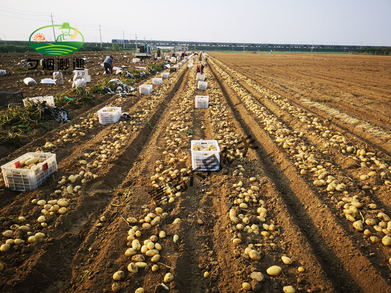 【山东特产5斤24.8】现挖大土豆5斤装单果150-250克新鲜黄心沙瓤马铃薯