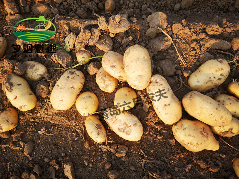 【山东特产5斤24.8】现挖大土豆5斤装单果150-250克新鲜黄心沙瓤马铃薯
