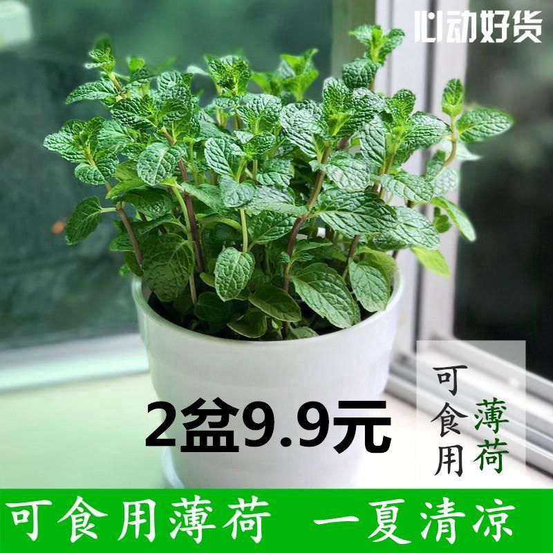 薄荷盆栽可食用驱蚊草室内盆栽水培植物花卉水养绿植薄荷花苗盆栽