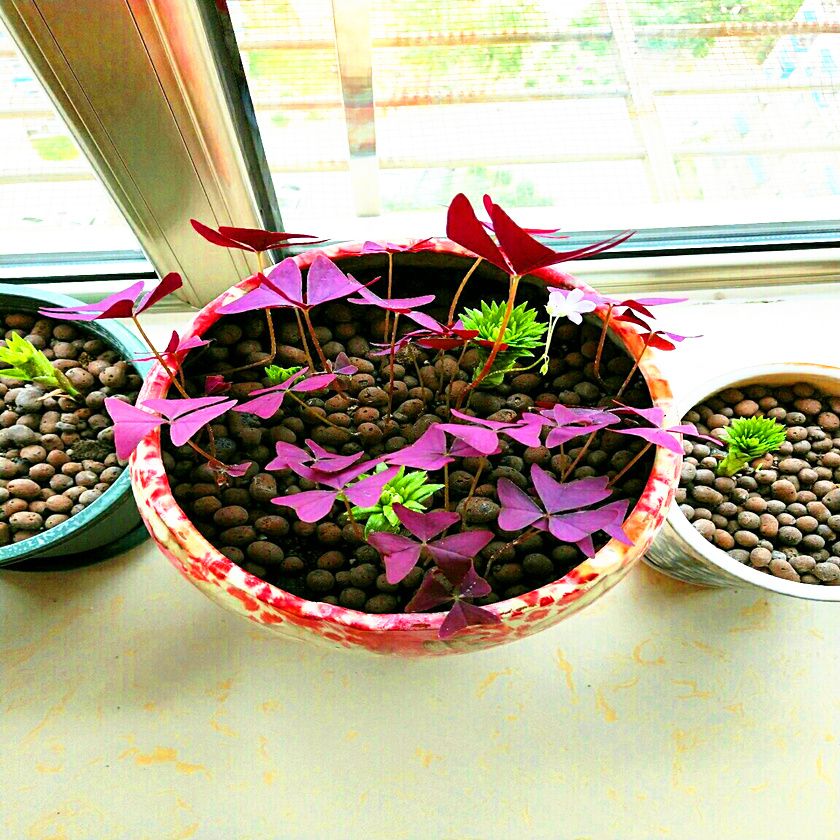 紫叶酢浆草种球绿植盆栽花种子四季庭院室内室外花卉植物好养易活