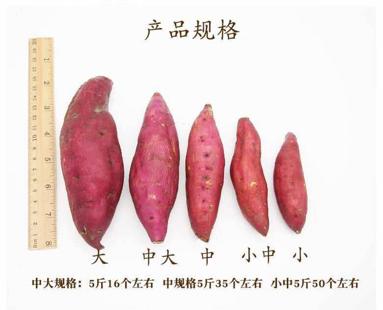 【粉面干甜】新鲜红薯板栗红薯10斤新鲜四川香薯现挖地瓜沙地白心蜜薯批发