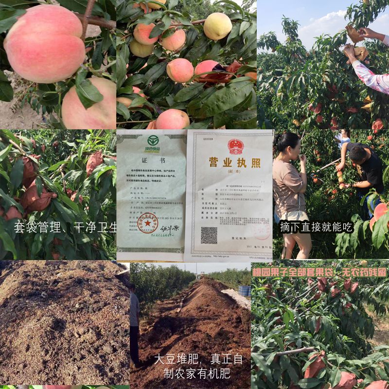 【现摘现发】金秋红蜜桃水蜜桃脆桃金秋红原生态桃子冬桃毛桃批发