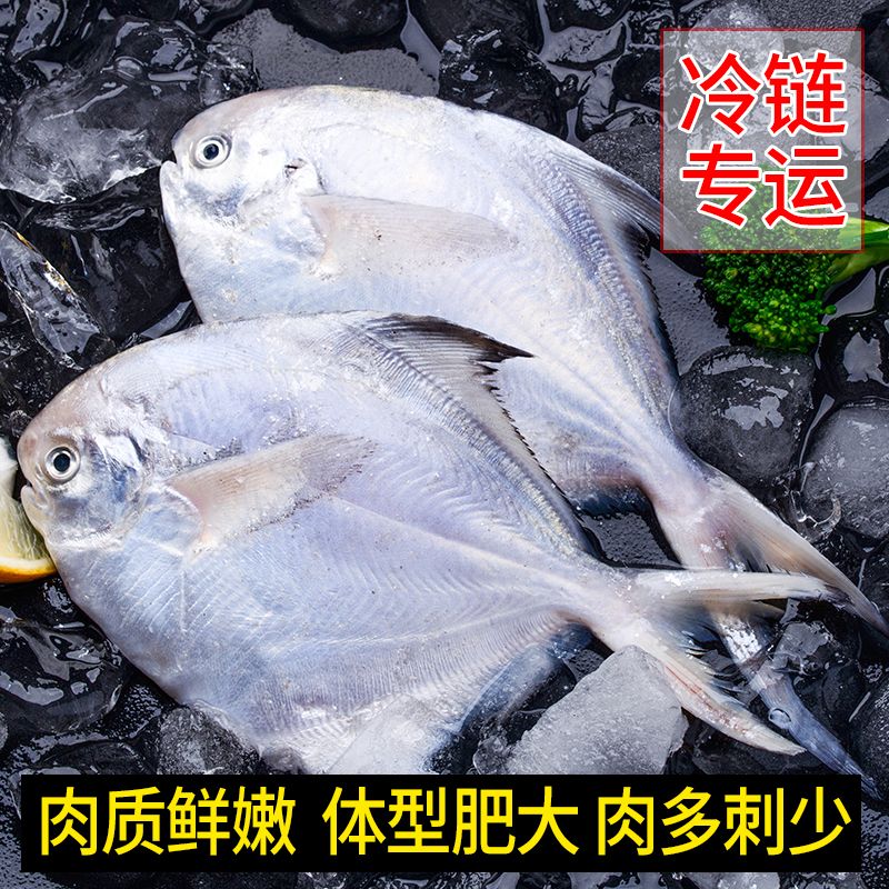 海鲜水产鲜活鲳鱼500g2500g新鲜野生银鲳鱼白鲳鱼鲳鳊鱼平鱼