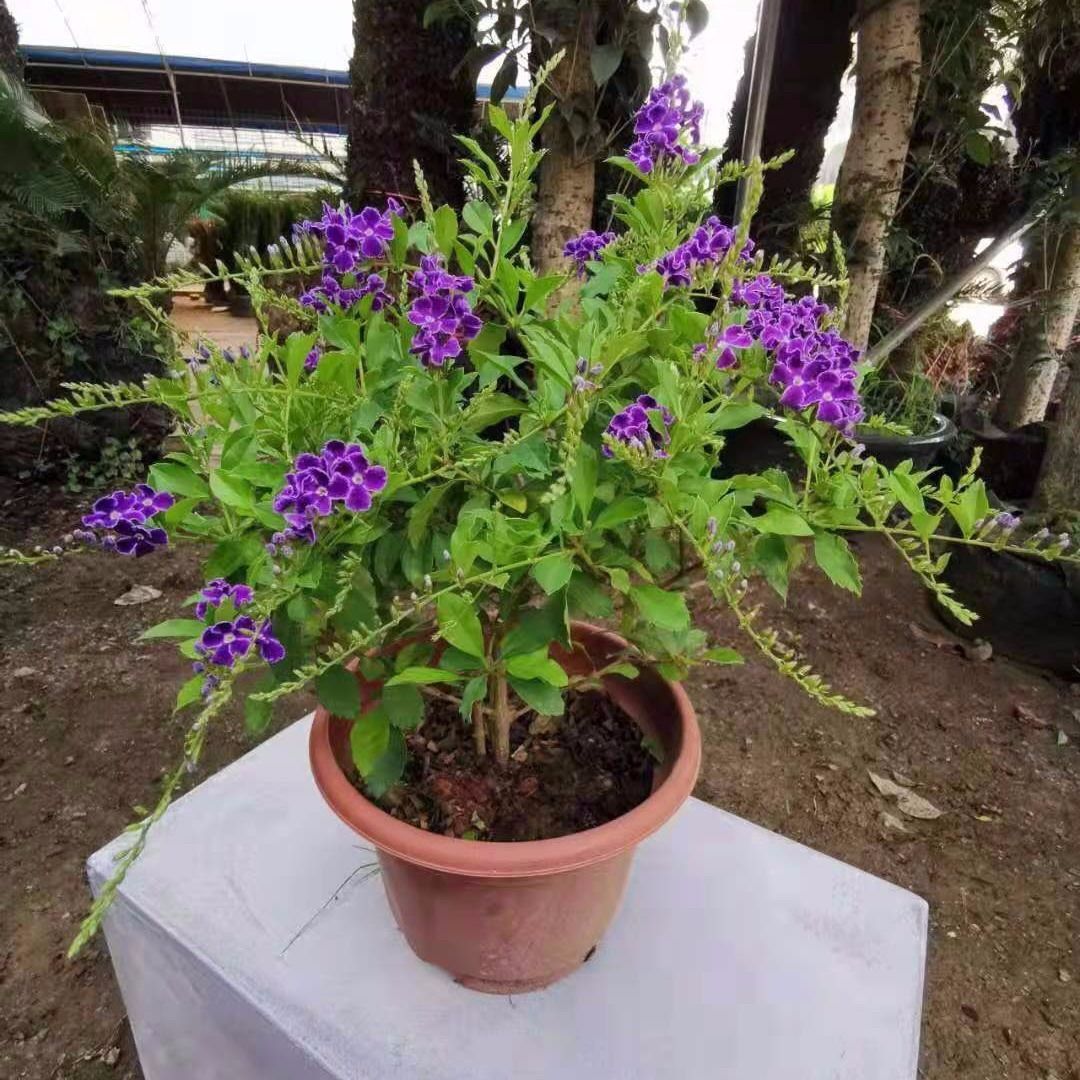 蓝精灵金露花蕾丝紫金露带花苞室内阳台盆栽爬藤植物四季开花花苗