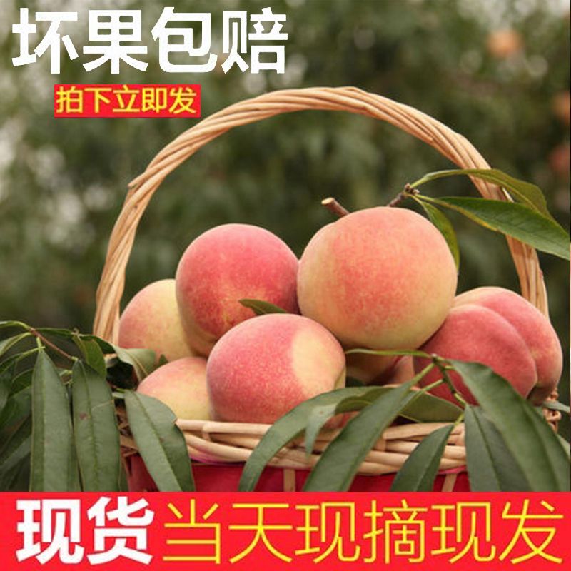 【现摘现发】金秋红蜜桃水蜜桃脆桃金秋红原生态桃子冬桃毛桃批发
