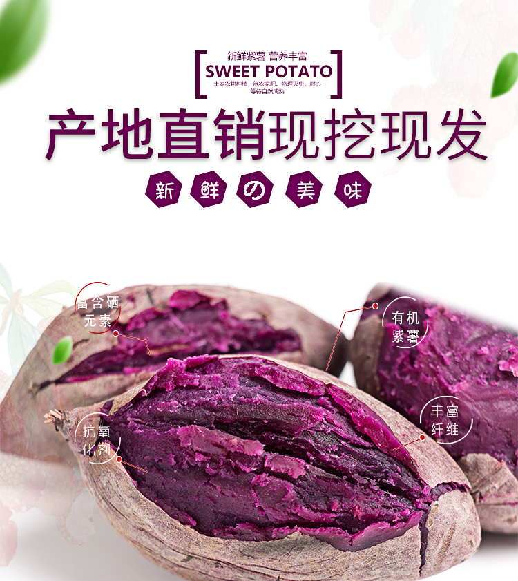 【现挖现发】沙地紫薯番薯地瓜山芋新鲜果蔬香薯蕃薯2/5/10斤
