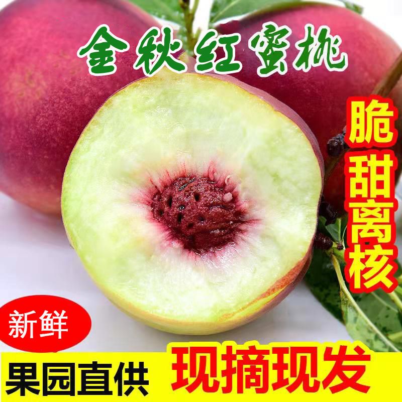 【现摘现发】金秋红蜜桃水蜜桃脆桃金秋红原生态桃子冬桃毛桃批发