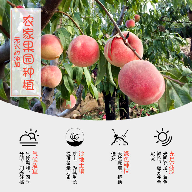 【现摘现发】金秋红蜜桃水蜜桃脆桃金秋红原生态桃子冬桃毛桃批发