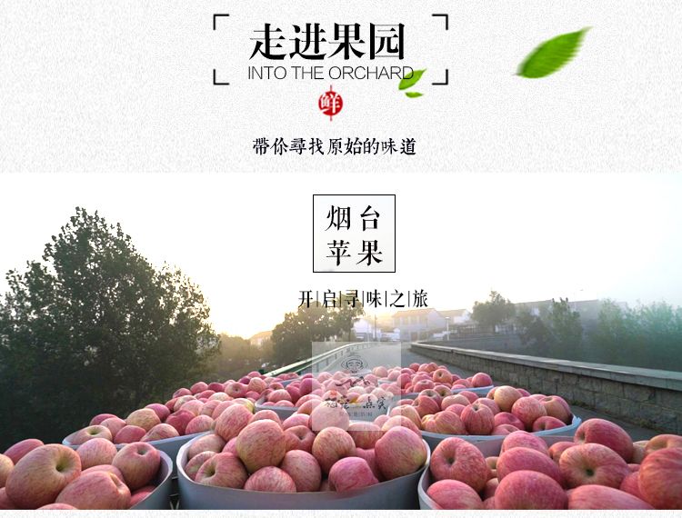 山东烟台红富士脆甜苹果新鲜水果苹果脆甜多汁5斤/10斤包邮