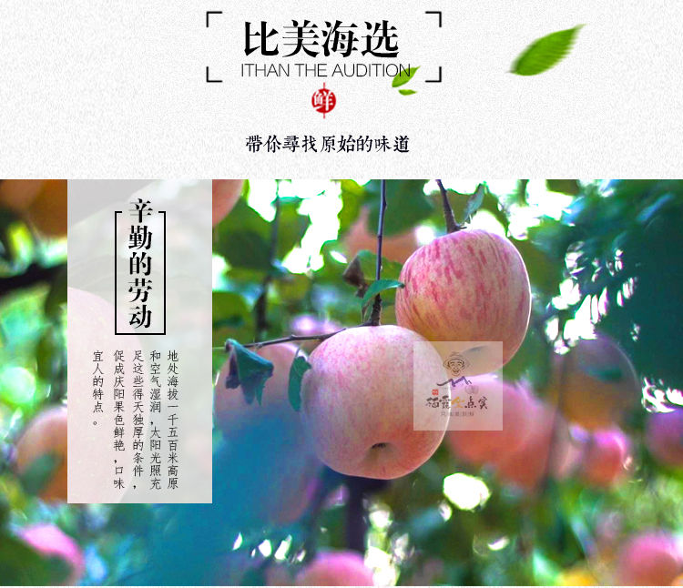 山东烟台红富士脆甜苹果新鲜水果苹果脆甜多汁5斤/10斤包邮
