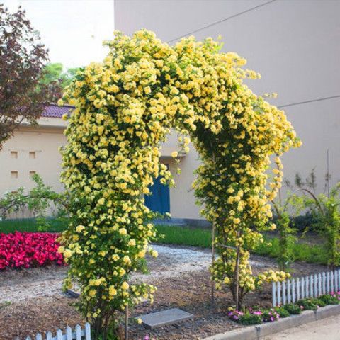 大游行藤本月季大苗植物庭院攀援蔷薇花苗绿植花卉盆栽爬藤月季