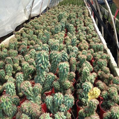 仙人山虎头罗汉山影拳仙人掌类沙生多肉植物虎头山影盆栽花卉【3月1日