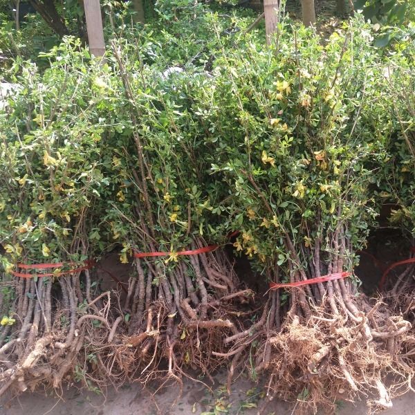 精品花卉金雀梅锦鸡儿金丝雀黄金雀花苗盆景盆栽金雀花苗树桩盆景