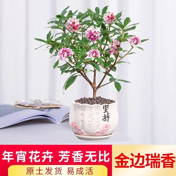 金边瑞香耐寒花卉植物室内花冬季开花浓香型观花盆栽四季盆景绿植