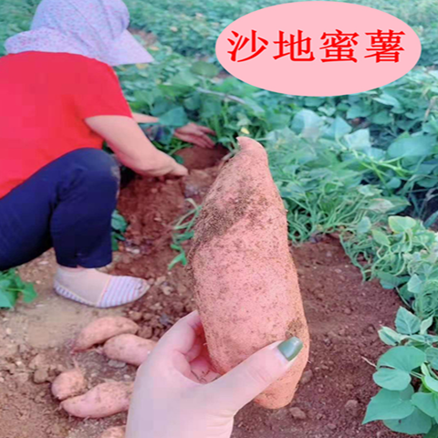 【新鲜蜜薯】红薯沙地蜜薯板栗黄红薯新鲜地瓜西瓜红2斤-10斤糖心