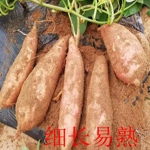 【新鲜蜜薯】红薯沙地蜜薯板栗黄红薯新鲜地瓜西瓜红2斤-10斤糖心