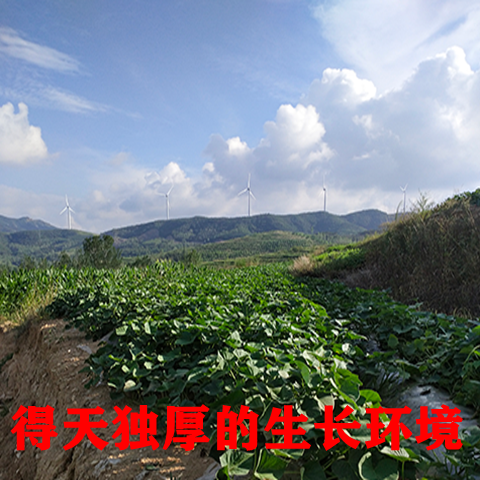 【新鲜蜜薯】红薯沙地蜜薯板栗黄红薯新鲜地瓜西瓜红2斤-10斤糖心