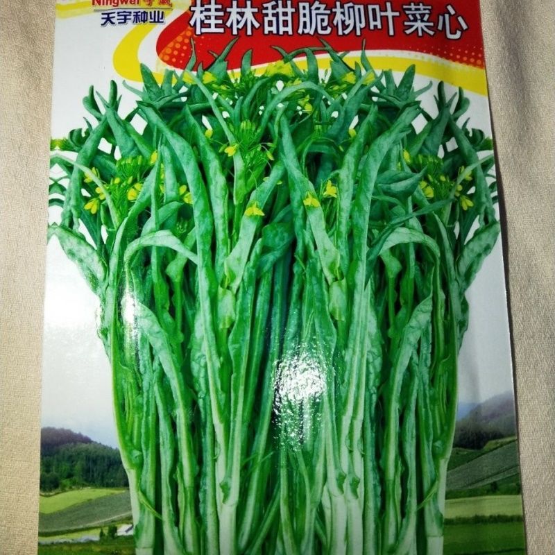 多子多福甜菜心多芽菜心种子多次菜心苔十月秋冬四季播蔬菜种子