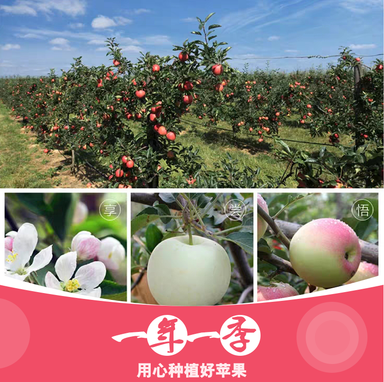 【今日特惠10斤29.9】红富士冰糖心苹果水果新鲜10/5斤应季水果脆甜丑苹果过规格选择
