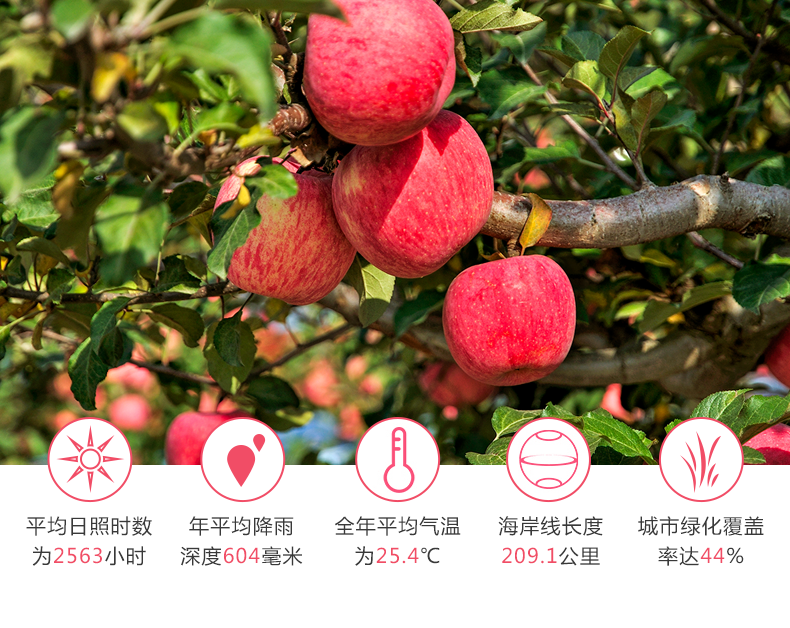 【今日特惠10斤29.9】红富士冰糖心苹果水果新鲜10/5斤应季水果脆甜丑苹果过规格选择