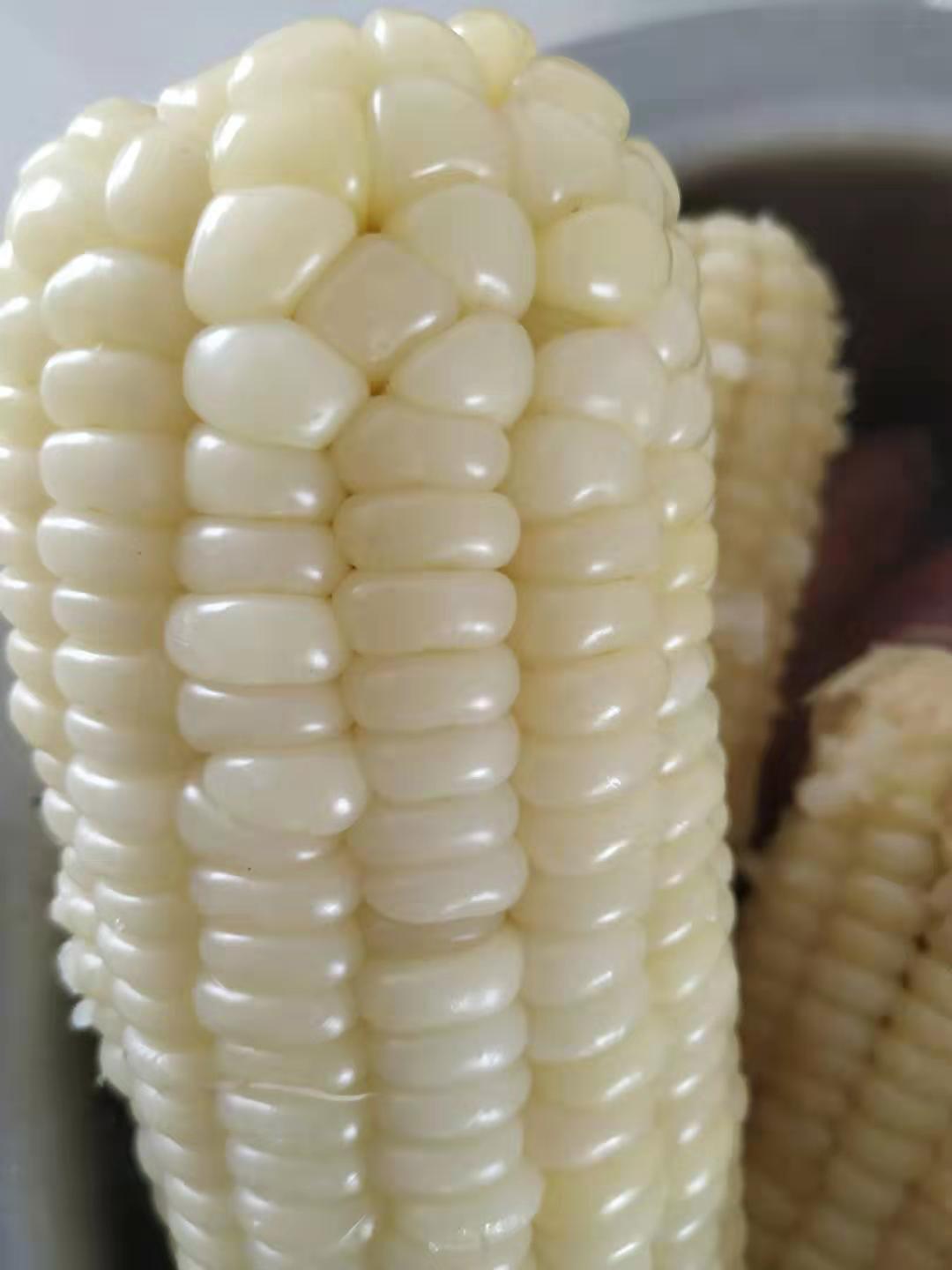 速冻粘玉米香甜糥玉米棒新鲜黏玉米农家吉林长白山苞米大棒6-8棒