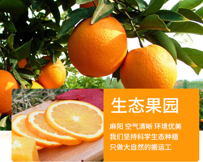 【限时特惠】夏橙当季新鲜夏橙橙子新鲜橙子秭归脐橙水果当季现摘橙子