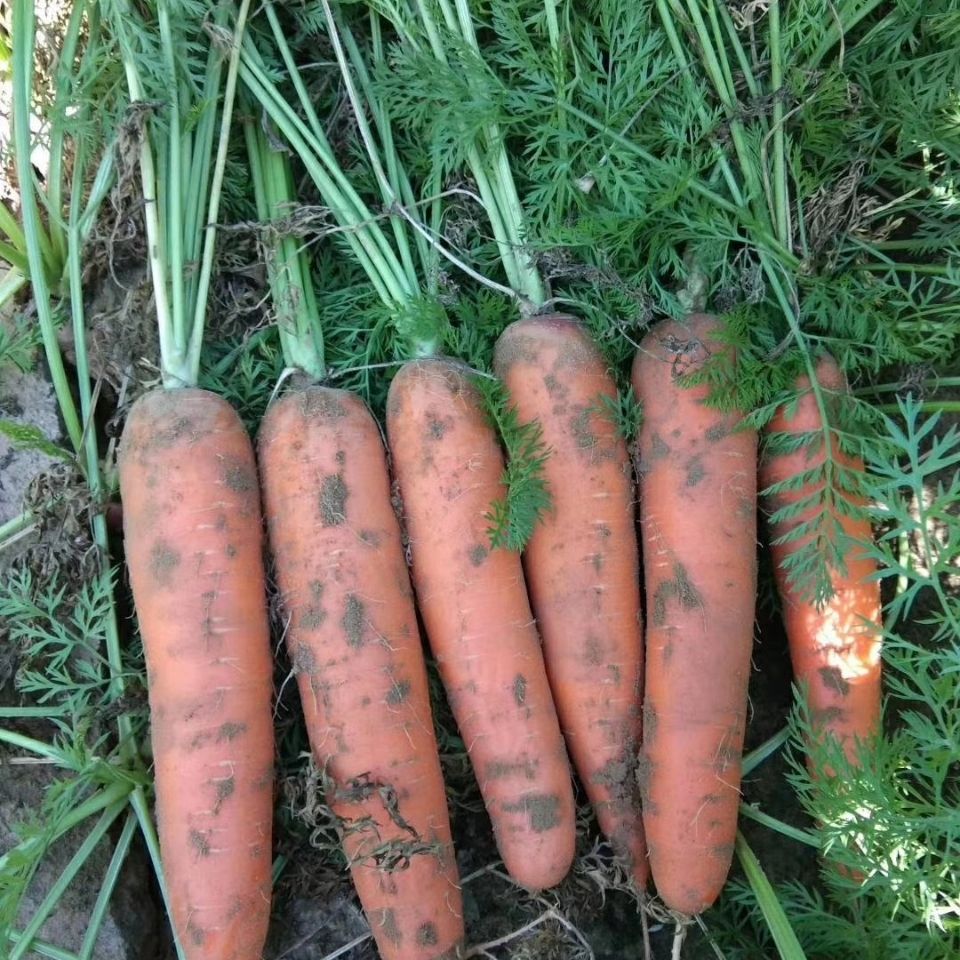 红萝卜蔬菜带泥农家自种即食生吃新鲜红皮红心脆甜胡萝卜现拔现发