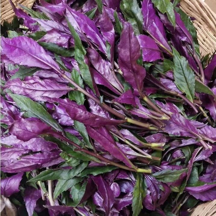新品紫背菜种苗四川紫背天葵血皮菜蔬菜新鲜观音菜嫩叶2/3斤装
