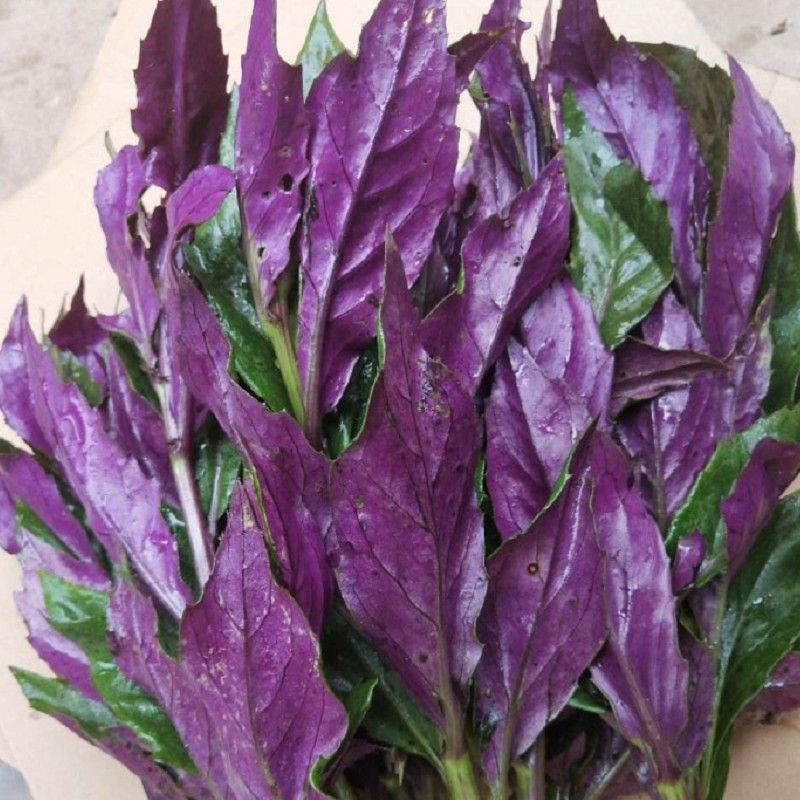 新品紫背菜种苗四川紫背天葵血皮菜蔬菜新鲜观音菜嫩叶2/3斤装