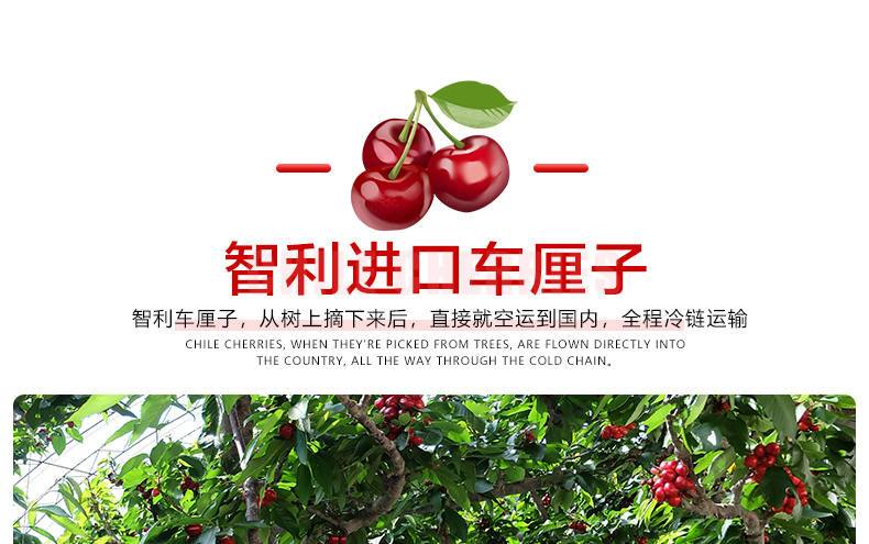 华盛绿能智利车厘子1/2/4斤装(果径24-32mm)新鲜水果进口大樱桃