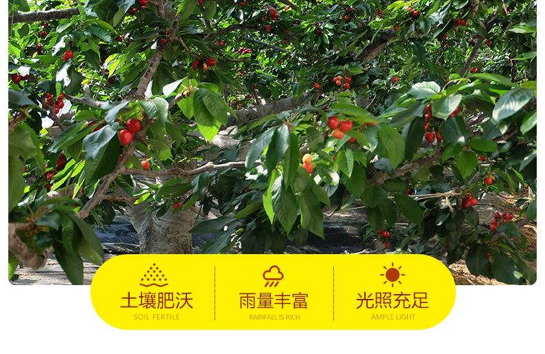 华盛绿能智利车厘子1/2/4斤装(果径24-32mm)新鲜水果进口大樱桃