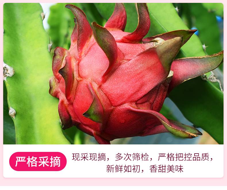 越南进口白心火龙果新鲜孕妇水果5/3斤非红肉新鲜包邮2个火龙果