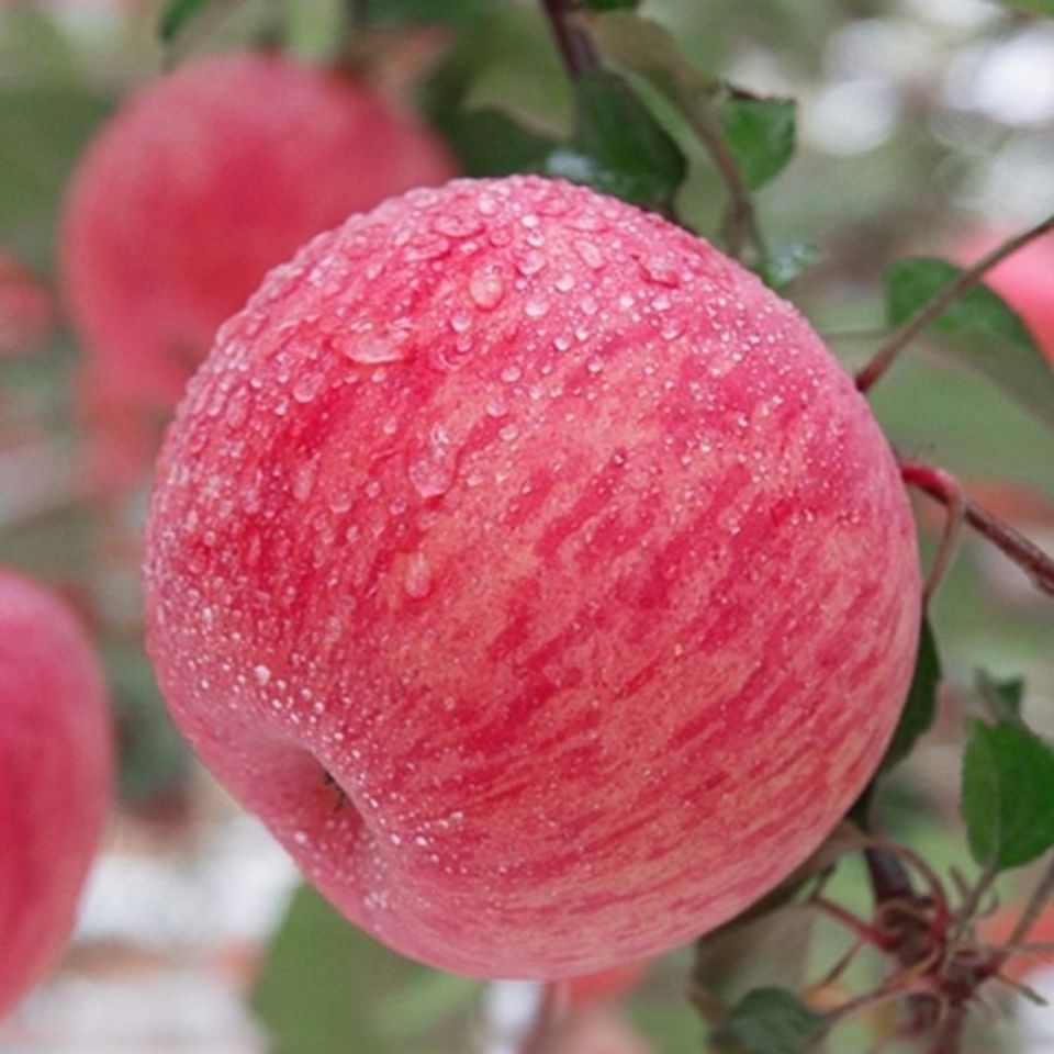 脆甜冰糖心脆苹果水果新鲜红富士苹果整箱510斤冰糖心丑苹果