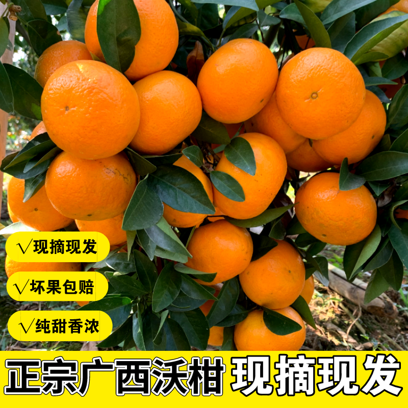 广西沃柑新鲜水果橘子非皇帝柑贡柑爱媛果冻橙5/9斤现摘现发包邮