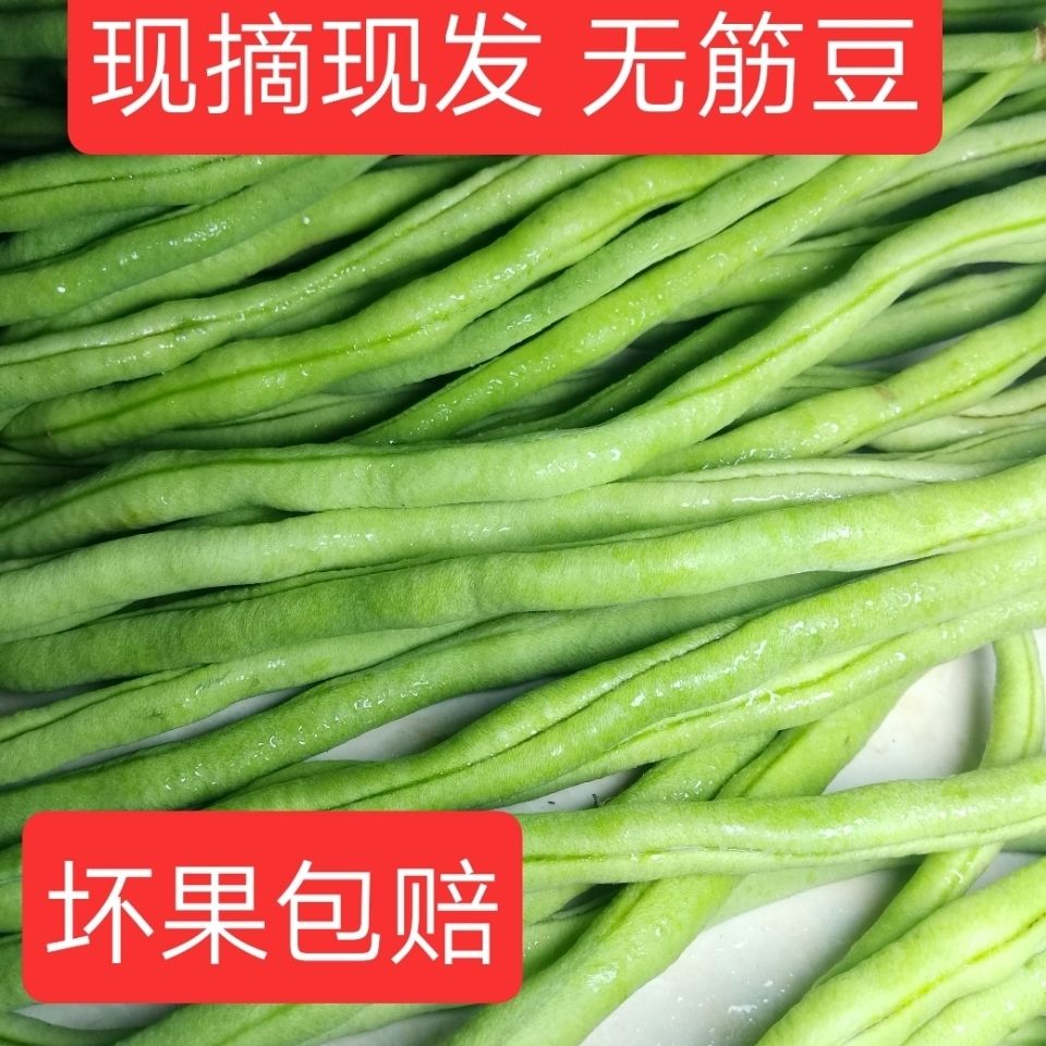 新鲜无筋豆新鲜绿色蔬菜豆角芸豆四季豆无茎豆现摘现发厨房炒菜