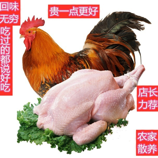 农家散养大公鸡农村正宗笨公鸡活体新鲜鸡肉整只现杀土鸡草鸡童子