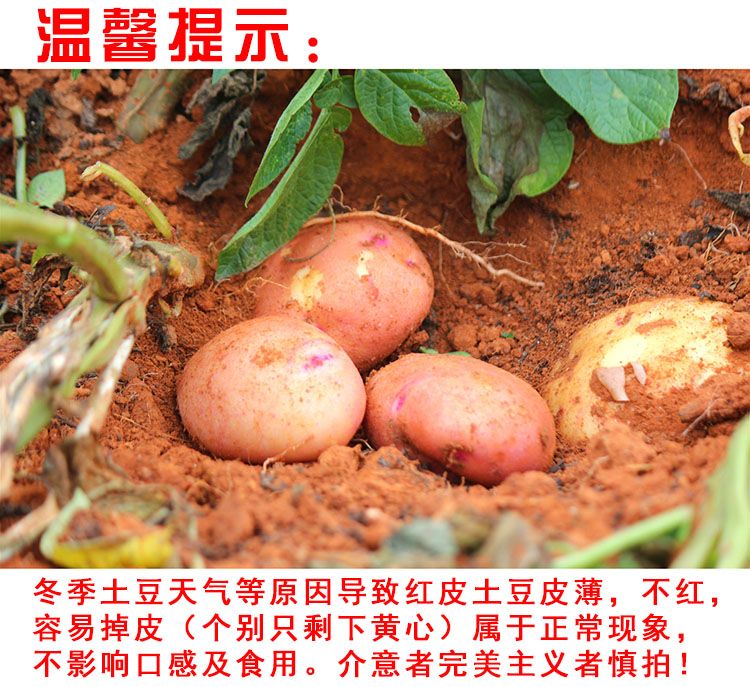 云南新鲜农家自种红皮土豆 马铃薯洋芋红皮黄心老品种