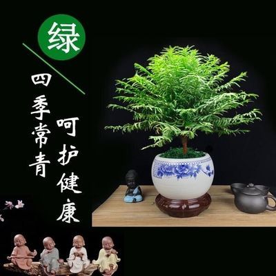 红豆杉盆栽南方红豆杉树苗室内外耐寒耐荫绿植植物吸甲醛四季常青