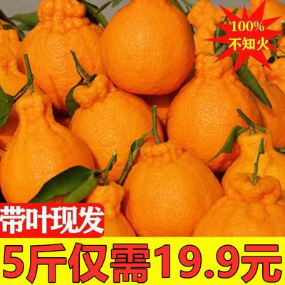 四川塔罗科血橙10斤新鲜水果橙子甜橙孕妇水果当季批发2/5斤现摘