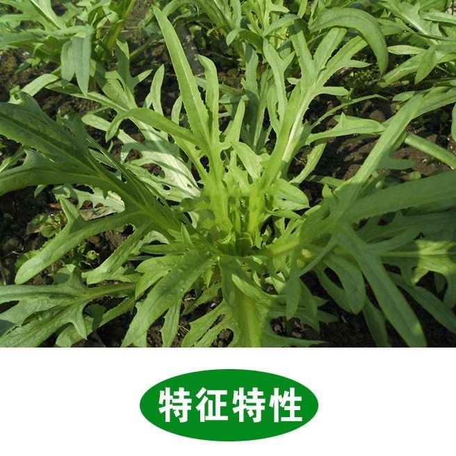 正宗博白甜脆苦麦菜种子 花叶唛菜煮食脆嫩纤维少 包邮