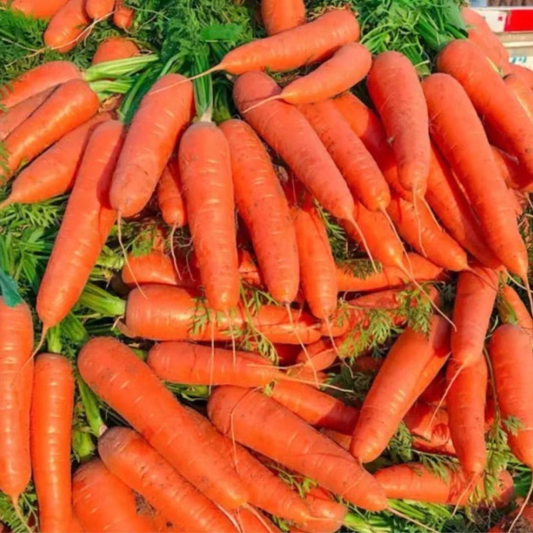 沙地胡萝卜新鲜蔬菜红萝卜5斤现泥发货现挖蔬菜萝卜