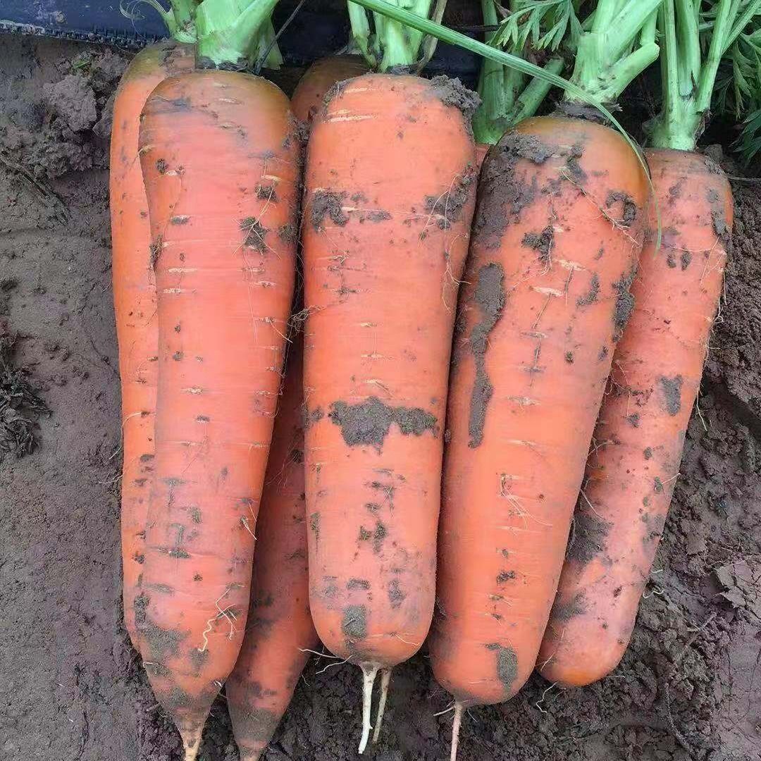 沙地胡萝卜新鲜蔬菜红萝卜5斤现泥发货现挖蔬菜萝卜