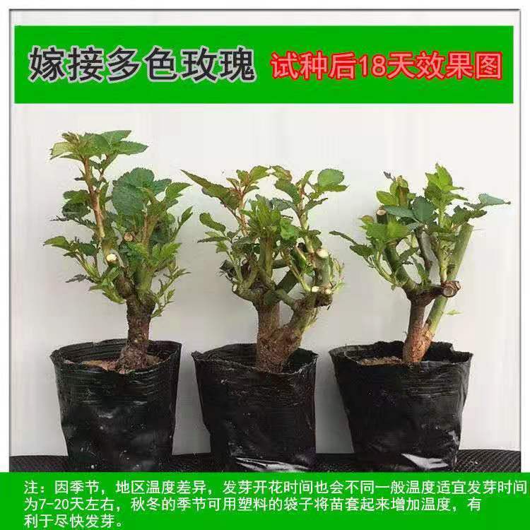 【买一送一】嫁接玫瑰花苗盆栽浓香型四季开花室内外月季花大花卉