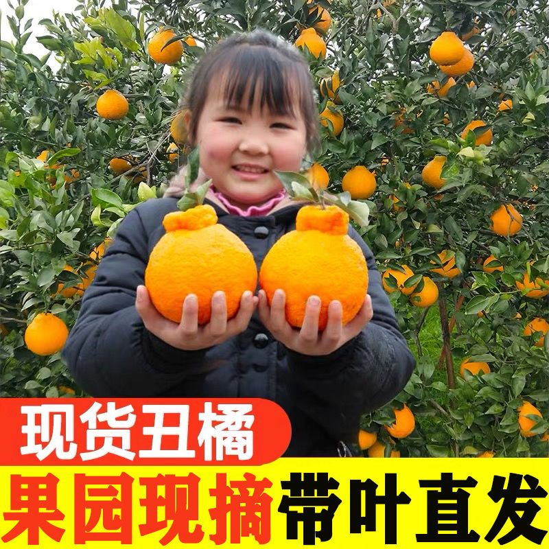 四川丑橘不知火新鲜应季现摘丑八怪柑桔子水果2/5/10斤一整箱批发