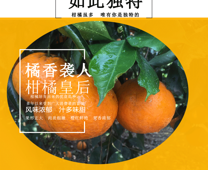【29.9元5斤】四川青见果冻橙新鲜孕妇水果橙子当季桔子3/5/10斤装包邮非丑橘