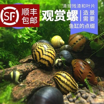 马来螺观赏螺苹果螺活体除藻螺鱼缸清洁螺吃鱼屎工具螺淡水繁殖螺