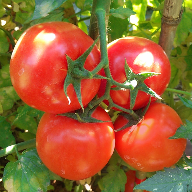 普罗旺斯水果西红柿新鲜生吃自然熟非圣女果现摘大番茄沙瓢西红柿